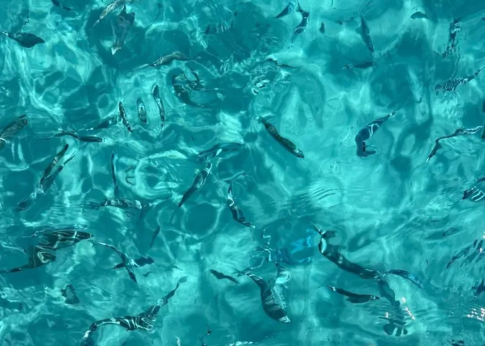 2 Piscine Terrasse Saint Florent 公寓 *