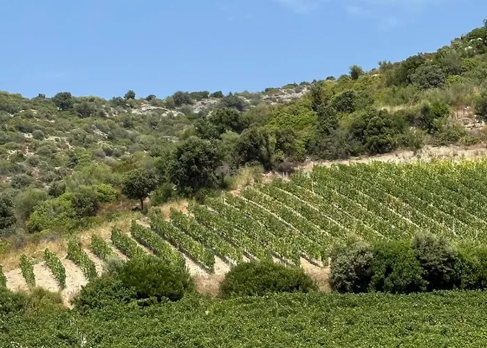 2 Piscine Terrasse Saint Florent 公寓 *